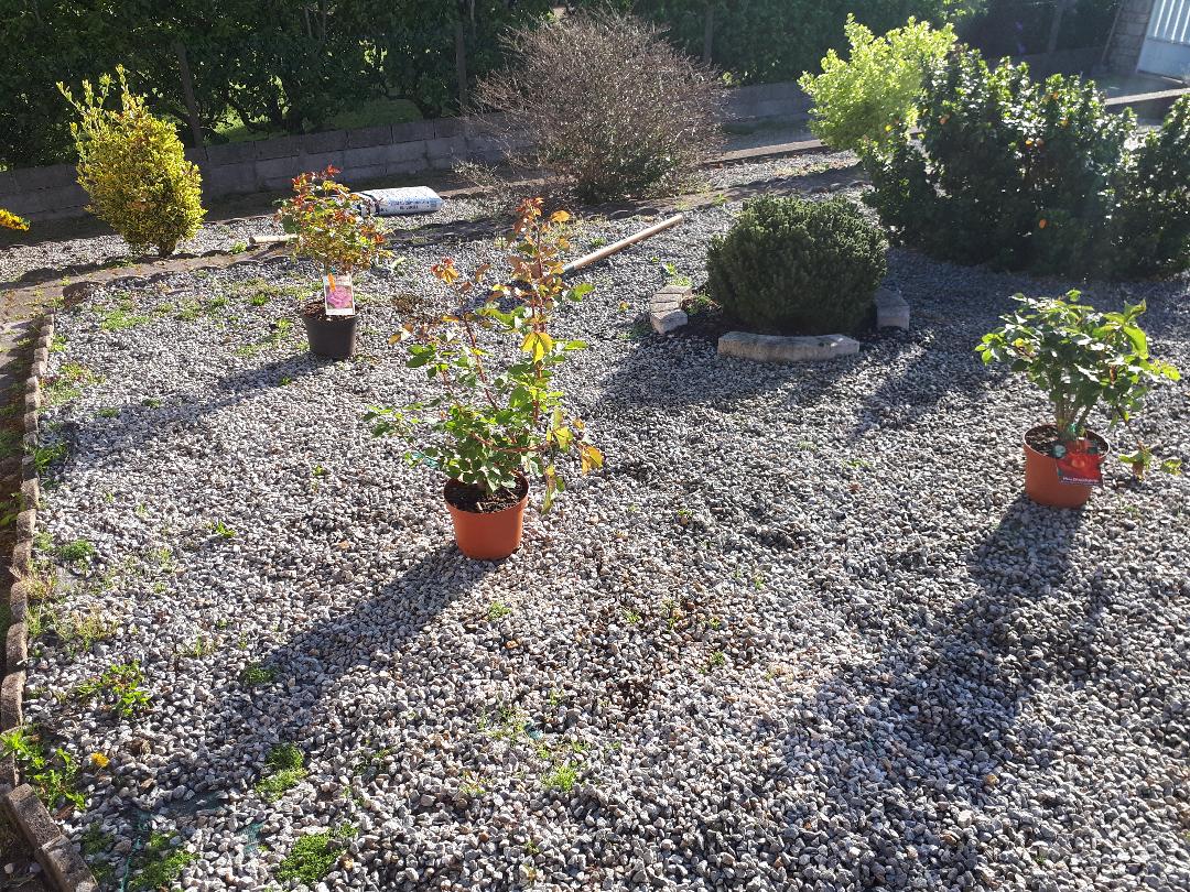 plu Roses ready for planting for Martine may18