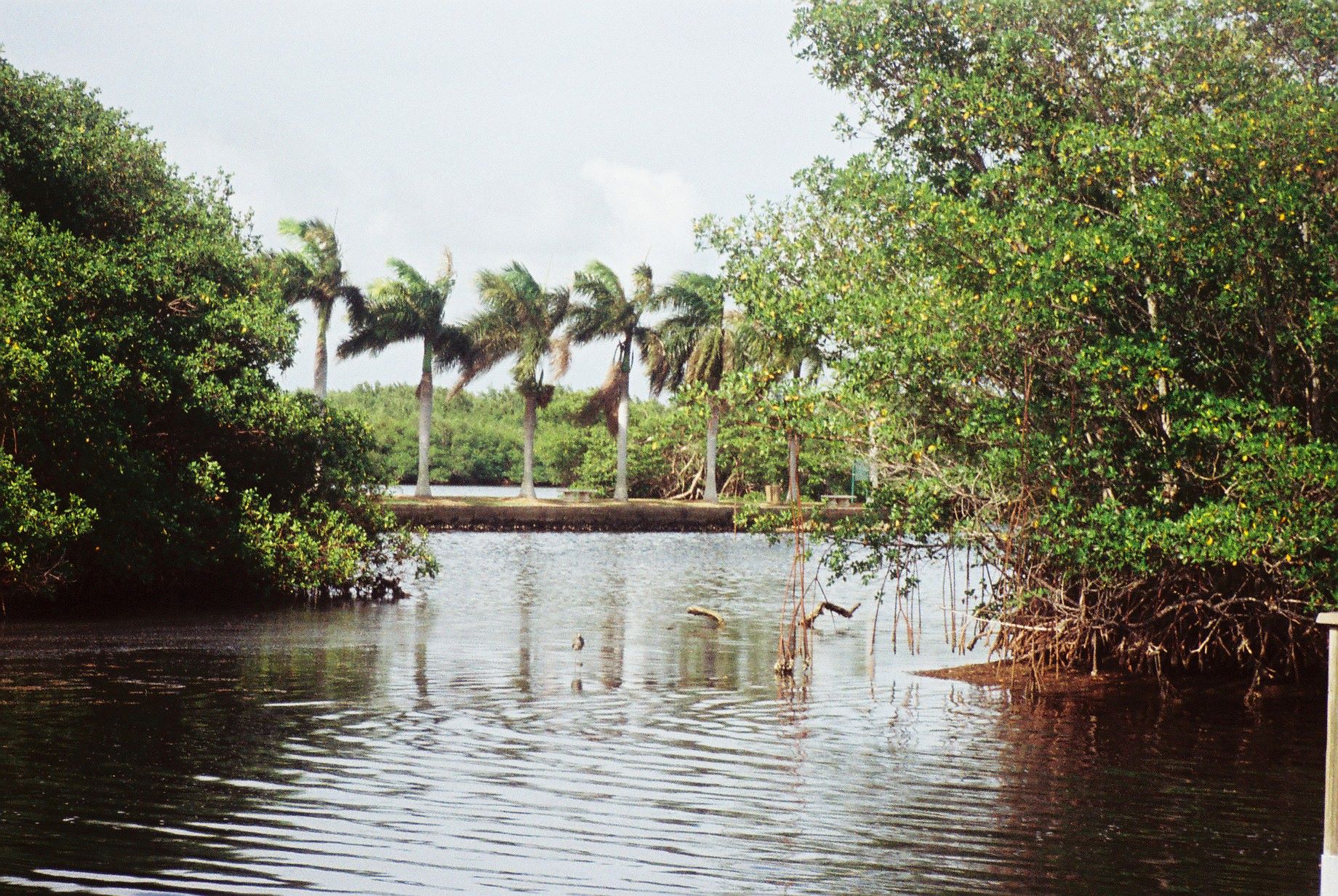Miami Deering Estate mangrove aug09
