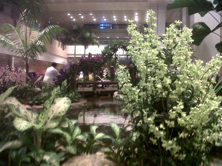 singapore changi airport garden T2 feb13