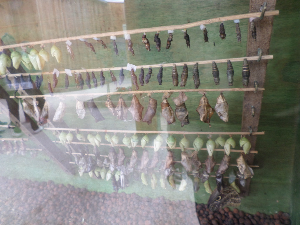 SAMSUNG CAMERA PICTURES