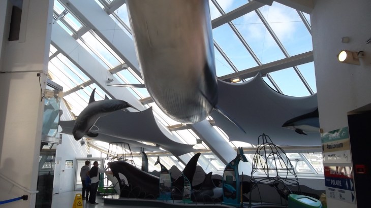 brest-oceanopolis-whales-exhibit-nov12