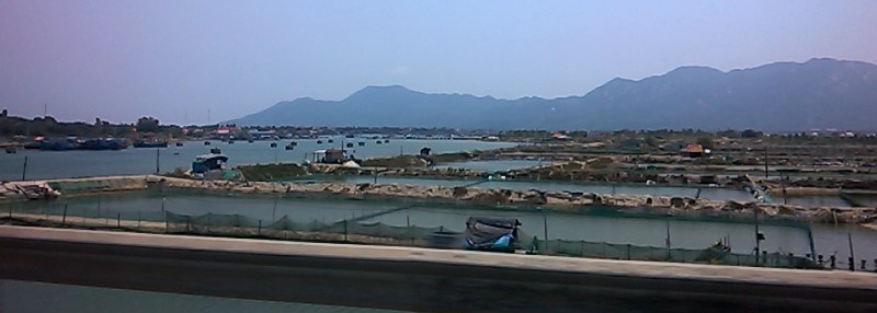 nha-trang-passing-snails-cultivation-mar16