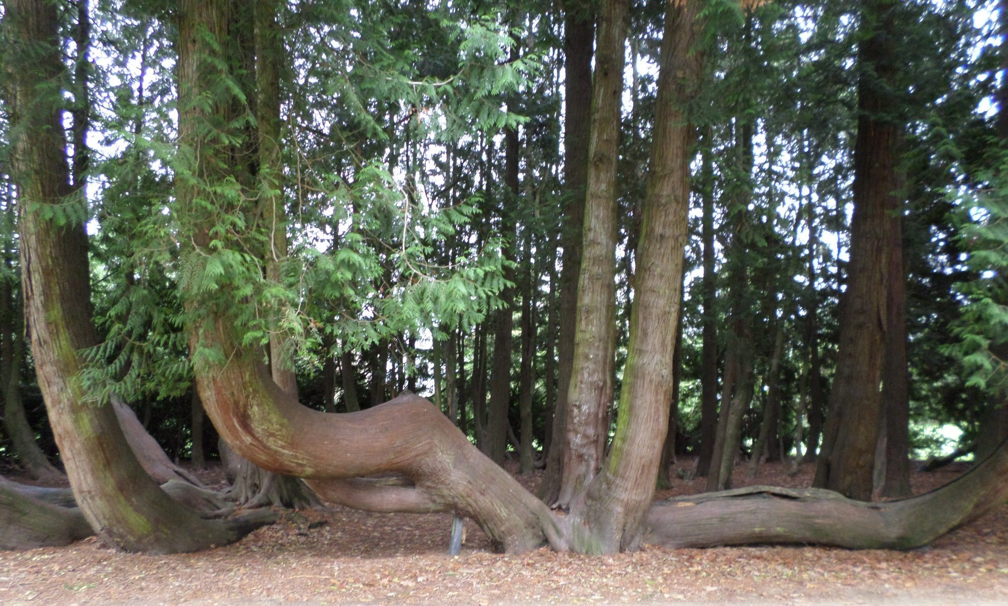 vitre-jardin-du-parc-curved-tree-on-canopy