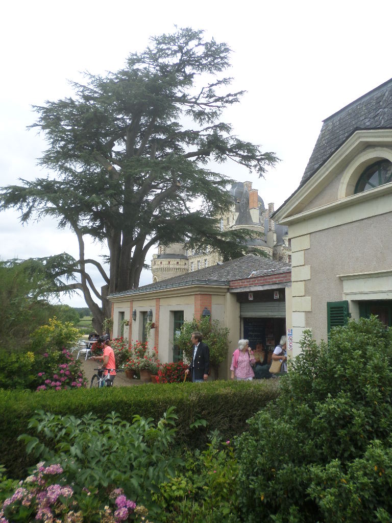 SAMSUNG CAMERA PICTURES