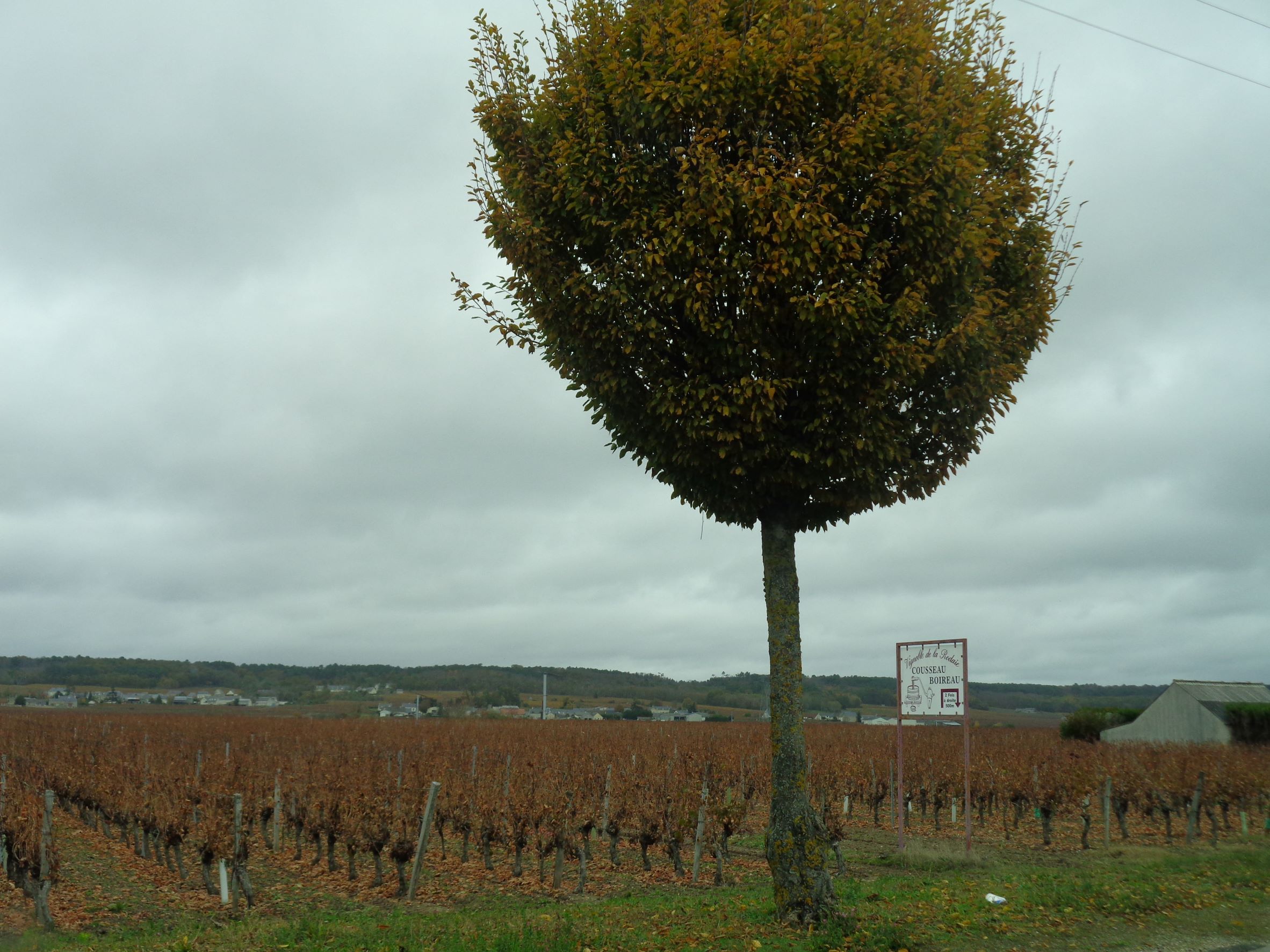 St Nicolas de Bourgueil Cousseau Boireau vineyards nov21