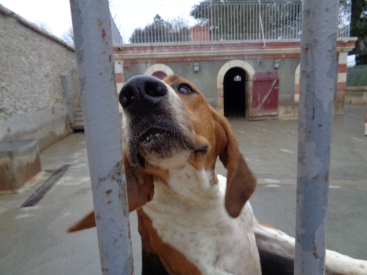 cheverny castle kernel dog dec21