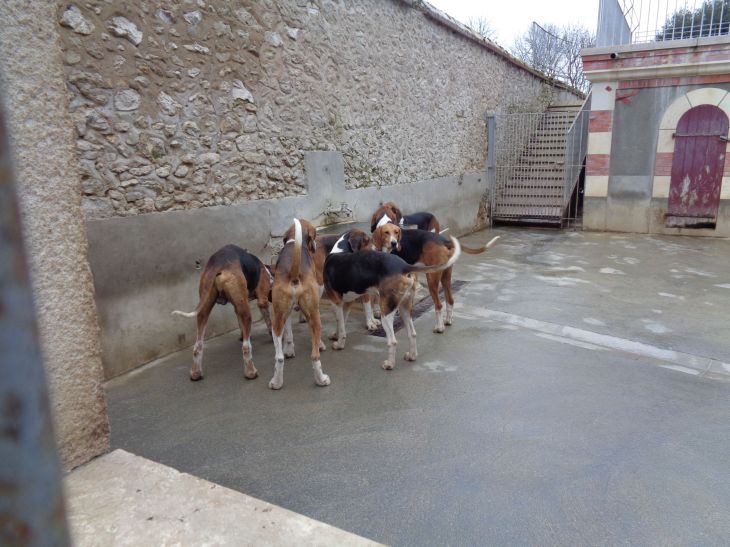 cheverny castle kernel dogs group dec21