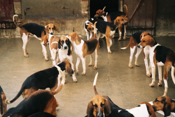 cheverny-chat-hunting-dogs-resting-nov07