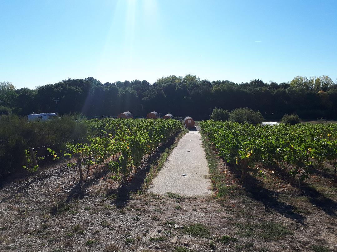 thouare-marchais-tonneau-from-vineyards-sep18