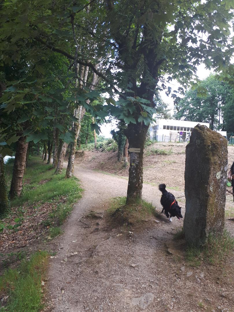 camors Rex by salle communal et etang du petit bois jun22