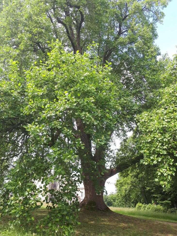 plu-keronic-castle-tulipier-virginia-tree-jun19