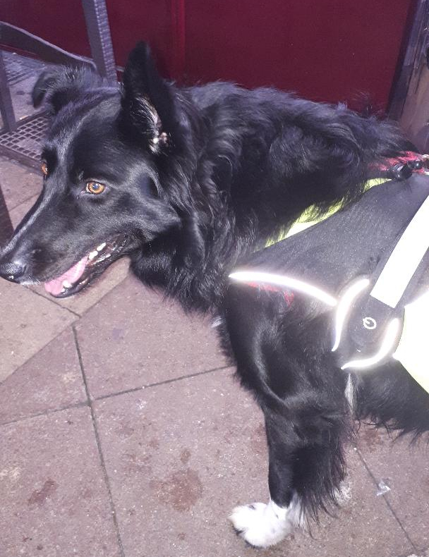 lavaur-rex-at-les-americains-resto-eating-in-first-time-jan20