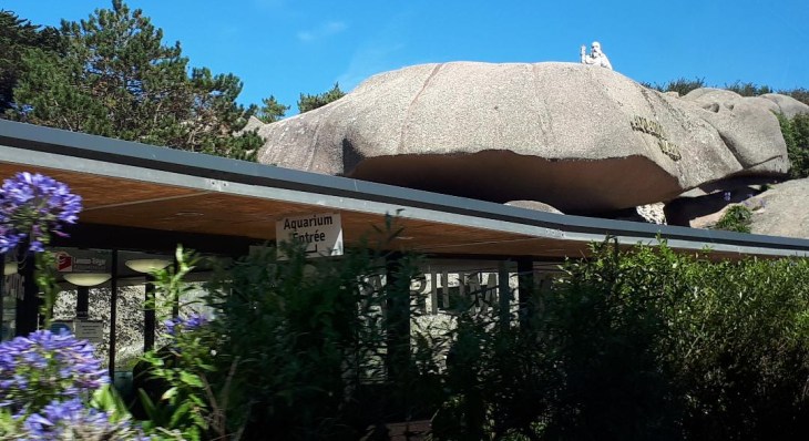 tregastel-aquarium-marins-ent-jul20