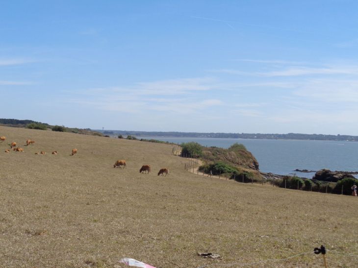Billiers plage des bages and cows aug22