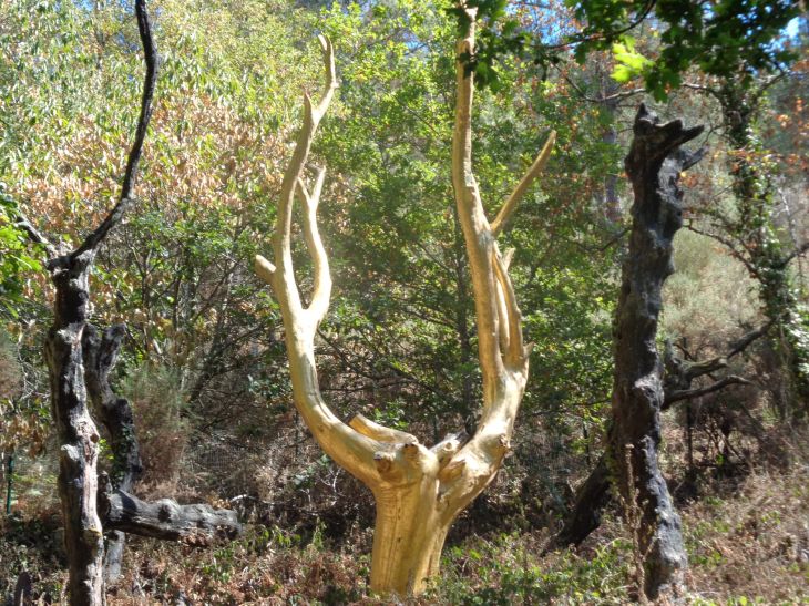 Trehorenteuc arbre d'or closeup aug22