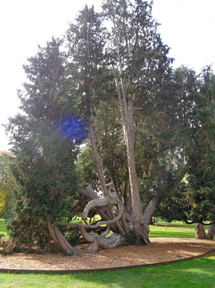 Combourg castle English garden faux cyprés de lawson over 300 yrs old north canada oct22