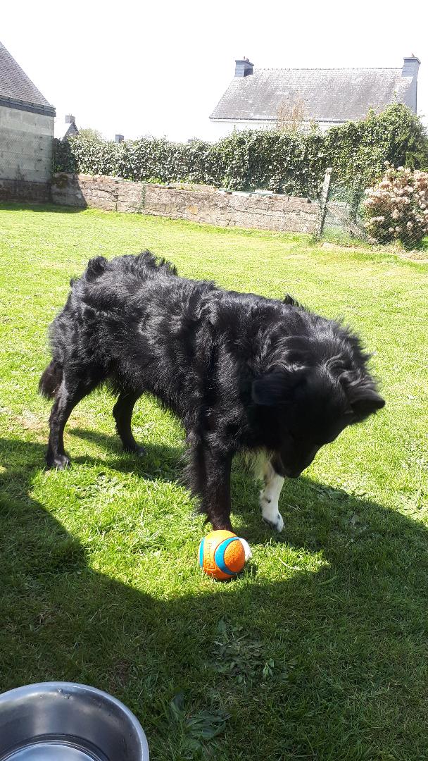 plu house patio barbecue Rex and his ball apr22