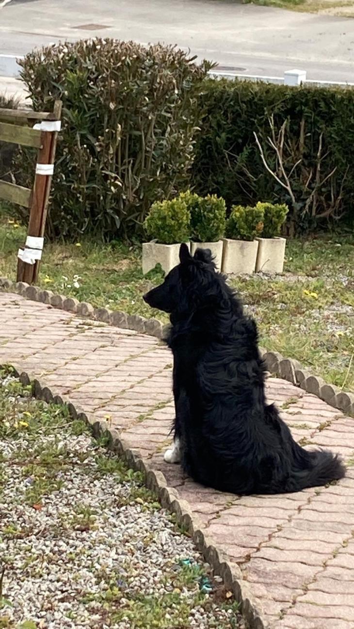 plu house Rex on guard duty at home apr22