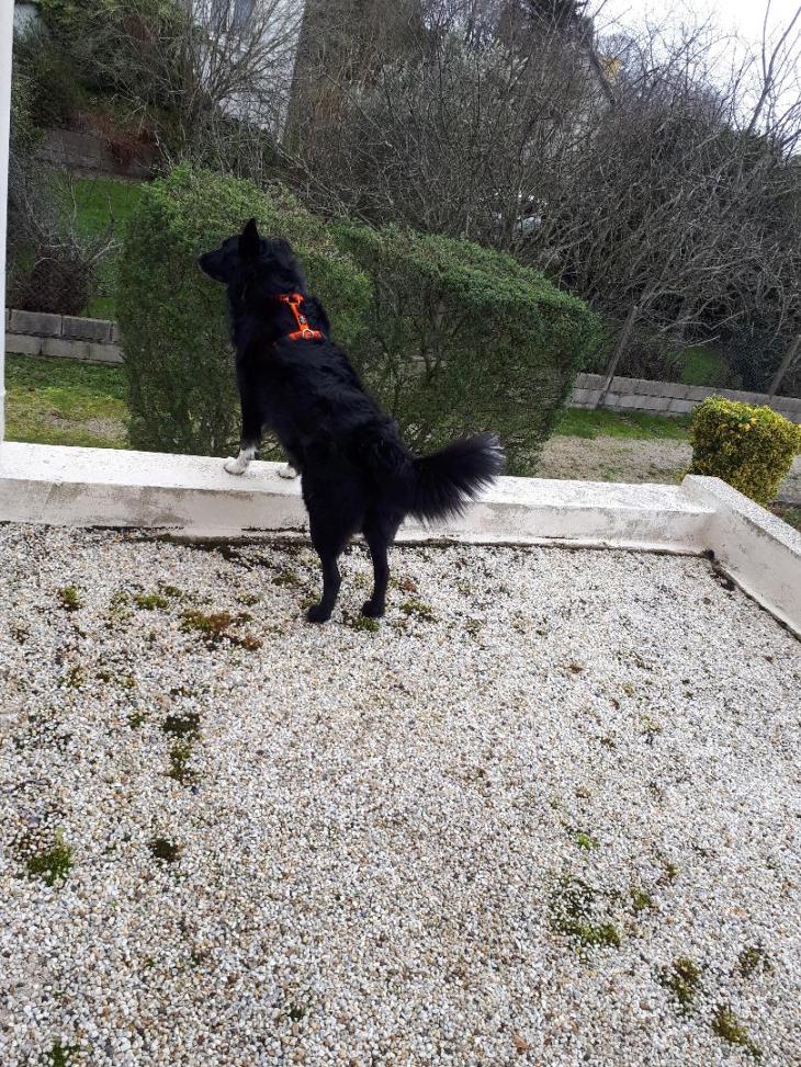 plu Rex in terrace looking out going out feb22