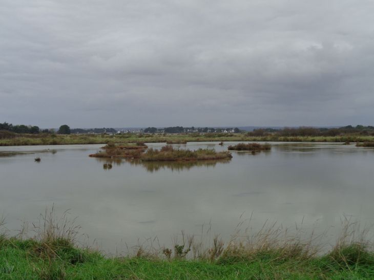 St Armel marais or marshes nov22