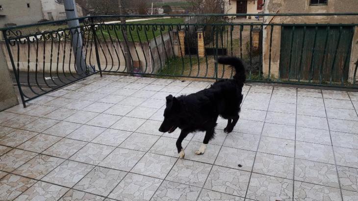 chambry Rex in veranda house dec18