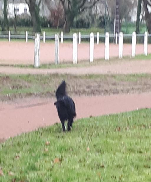 plu-rex-by-rugby-field-jan20