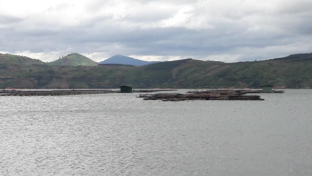 dak lak lake sturgeons fish view dec18