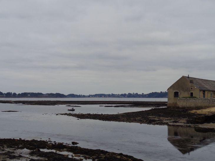 Larmor Baden oyster beddings housing feb23