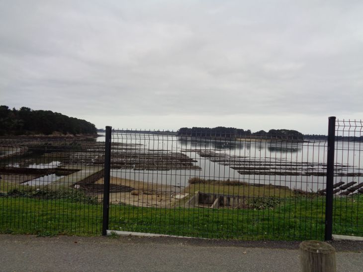Larmor Baden oyster beddings past harbor feb23