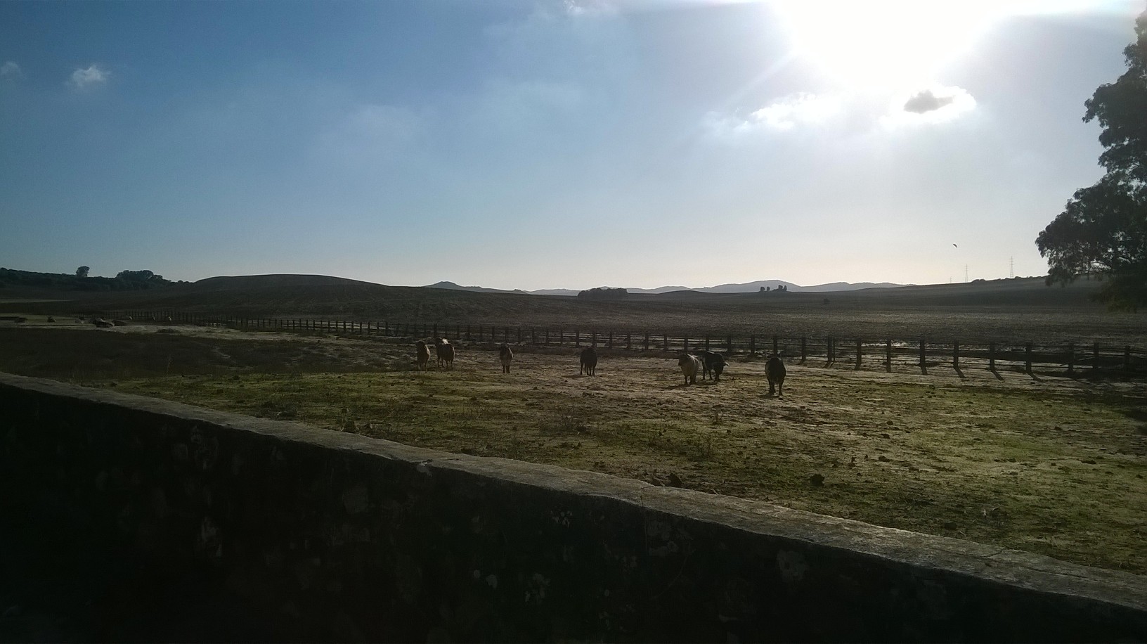 jerez domecq bulls braves oct15