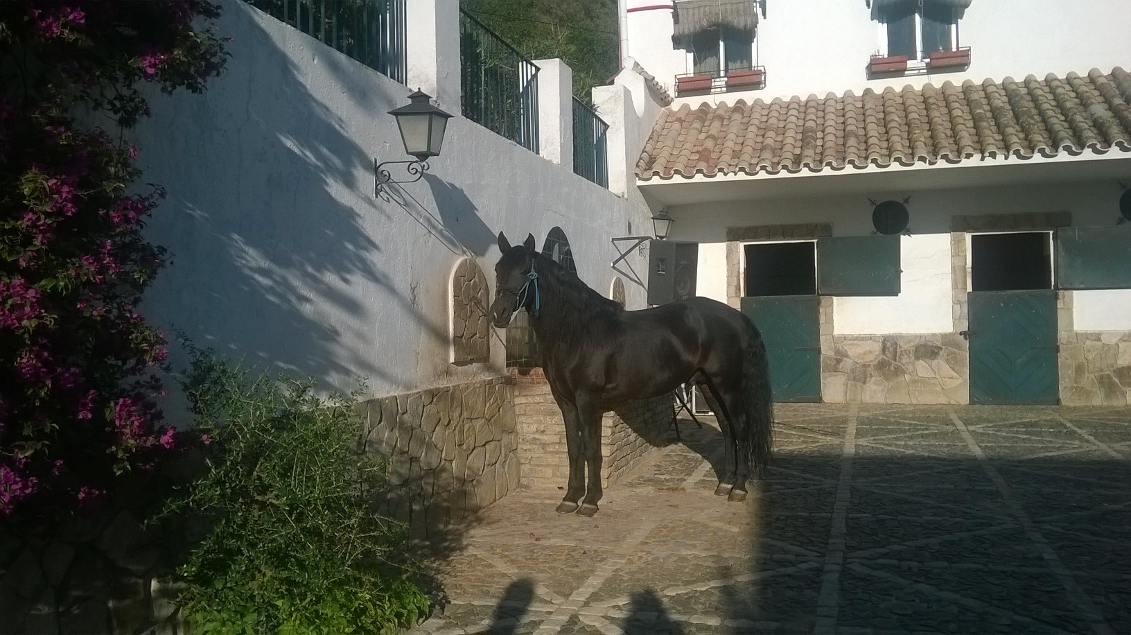 jerez domecq horse casimiro in patio oct15