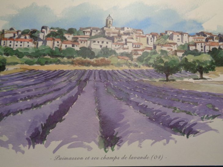 Puimoisson champs de lavande 04