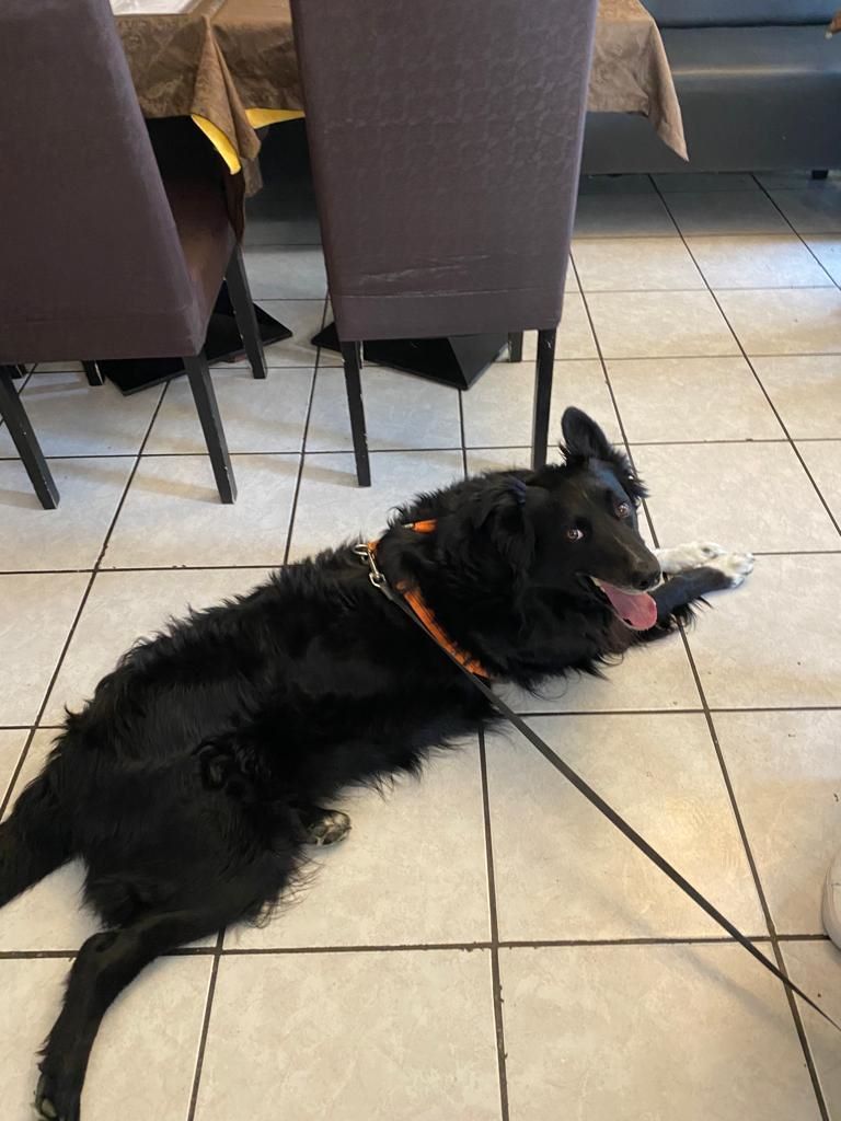 Pluvigner La Barcarella resto and Rex may23