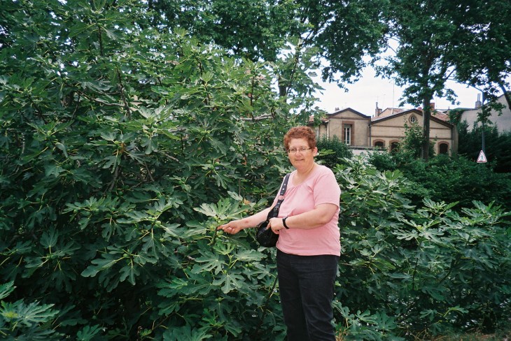 Toulouse figues off canal du midi blvd des minimes jul10