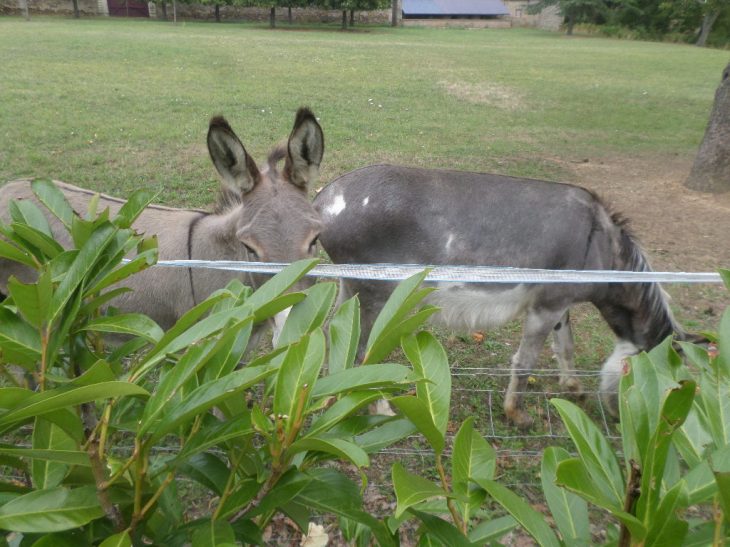 SAMSUNG CAMERA PICTURES