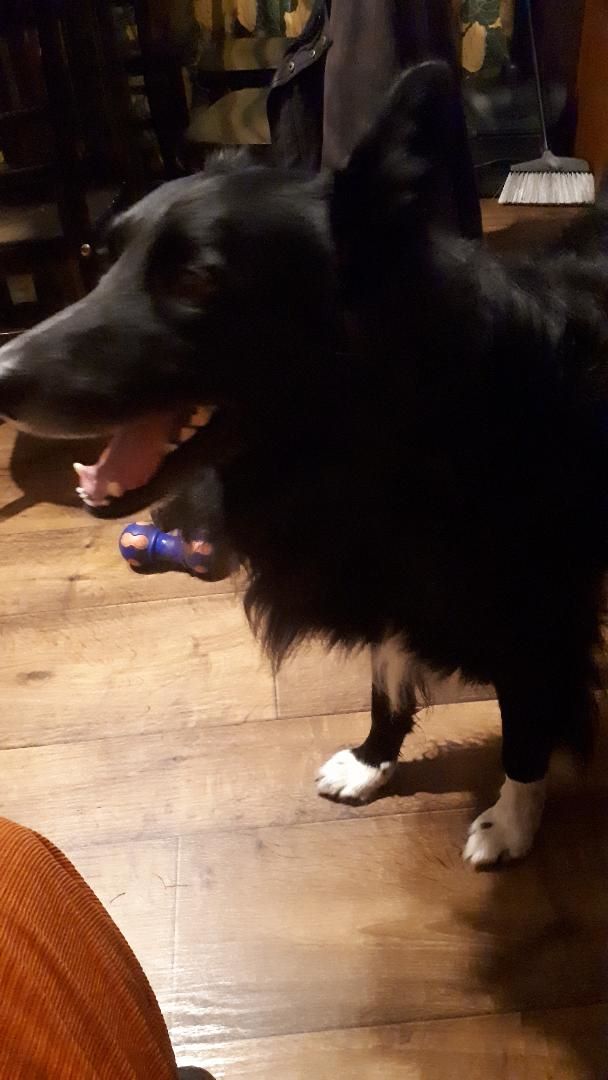 disneyland Paris davy crockette ranch moccasin trail no 149 and Rex nov23