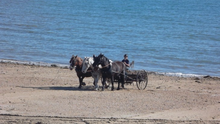 Quiberon plage de conguel horse clean algae aug12