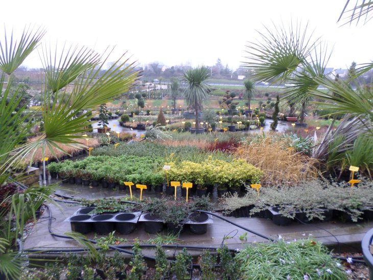 SAMSUNG CAMERA PICTURES