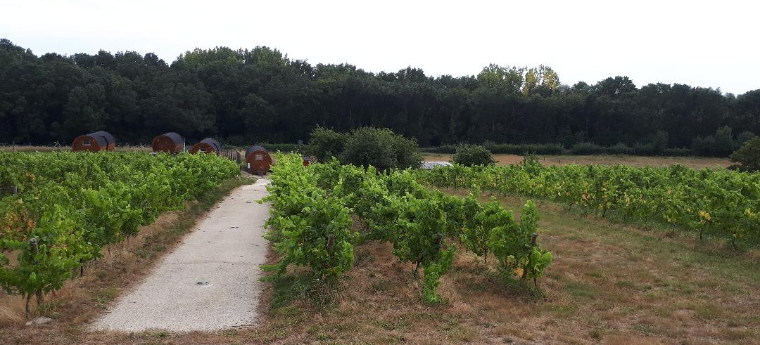 thouare-vig-marchais-pinot-gris-to-barrel-nuit-jul20-e1595587720669