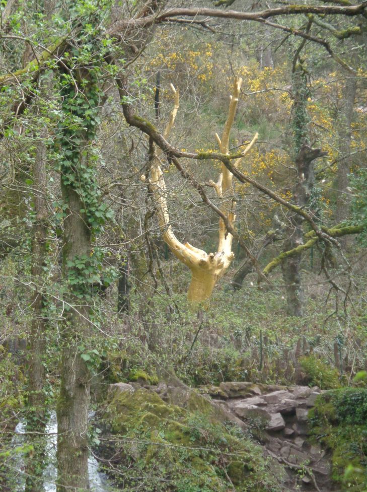 Trehorenteuc Arbre d'Or stream closeup apr24