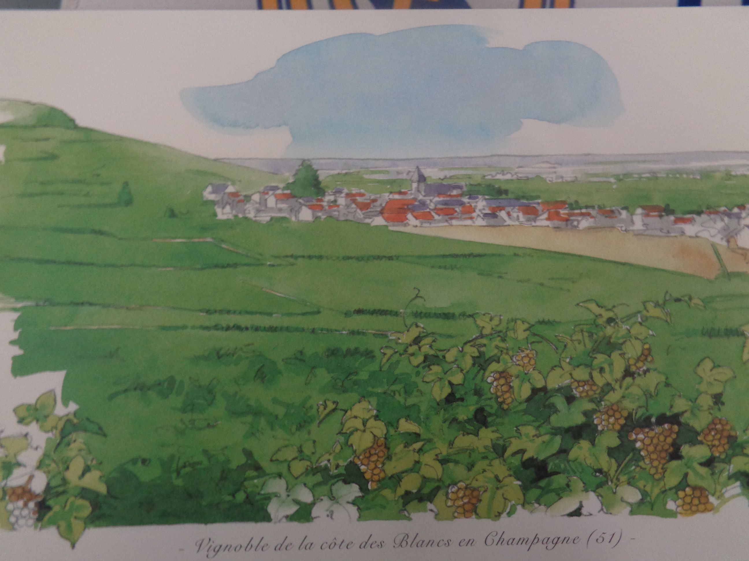 Champagne 51 côte des blancs