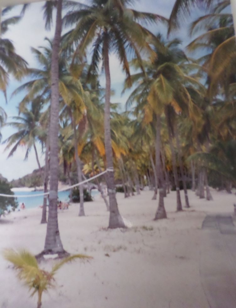 BVI Tortola st peter island beach coconuts c1988