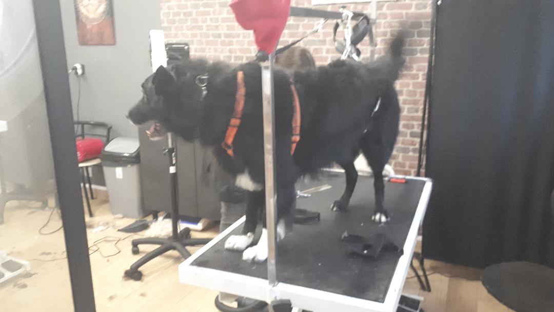 Vannes pattes de velours Rex bath and haircut balance nov24