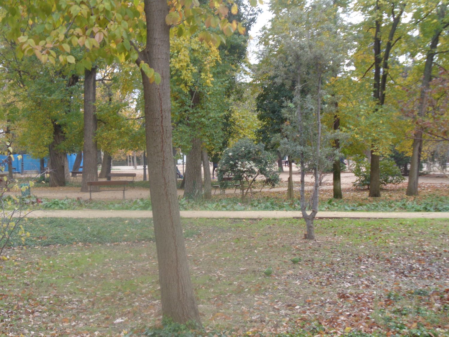 Madrid Retiro jardin de Cersis y Encinas dec24